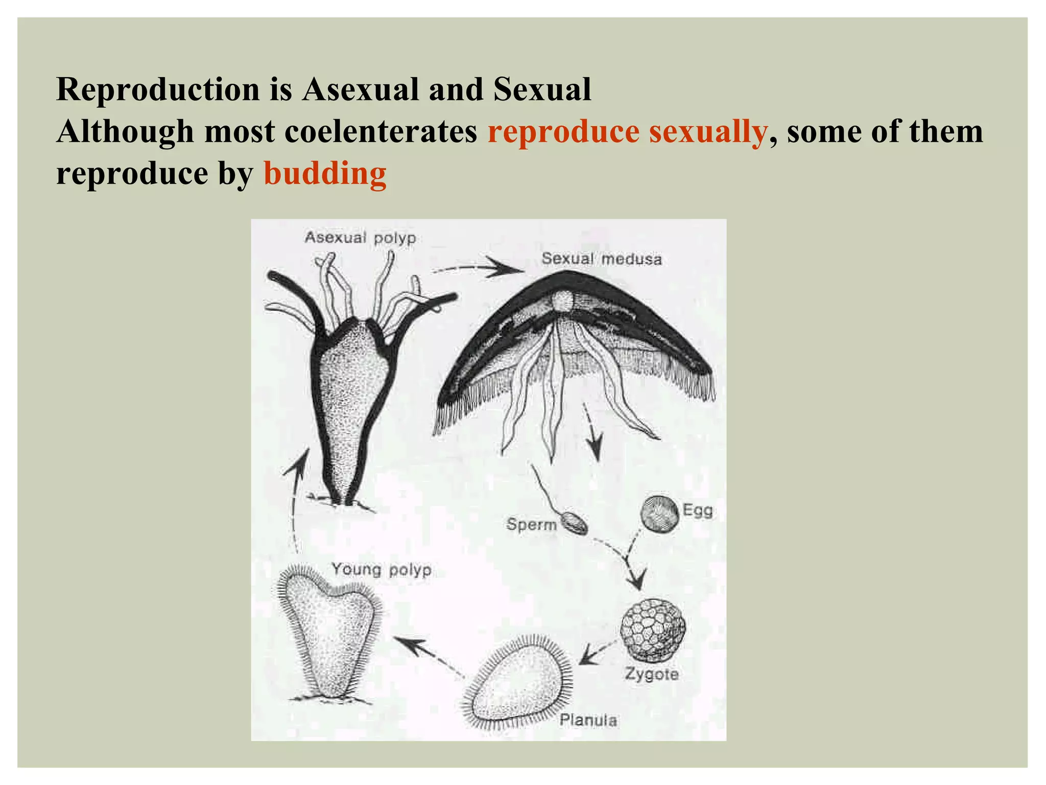 Reproduction is Asexual and Sexual
Although most coelenterates reproduce sexually, some of them
reproduce by budding
 