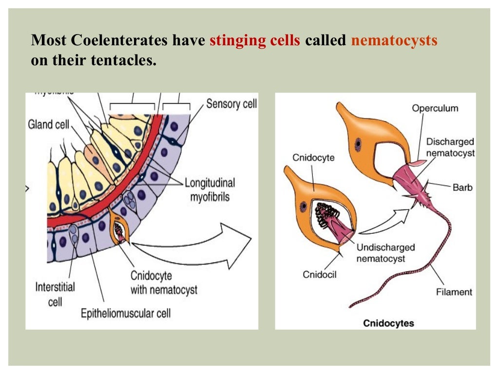 Coelenterates classification and gen characters