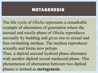 METAGENESIS
The life cycle of Obelia represents a remarkable
example of alternation of generation where the
asexual and sessile phase of Obelia reproduces
asexually by budding and gives rise to sexual and
free-swimming medusa. The medusa reproduces
sexually and forms new polyps.
Thus, a diploid asexual hydroid phase alternates
with another diploid sexual medusoid phase. This
phenomenon of alternation between two diploid
phases is termed as metagenesis.
 