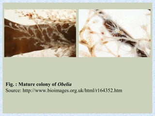 Fig. : Mature colony of Obelia
Source: http://www.bioimages.org.uk/html/r164352.htm
 