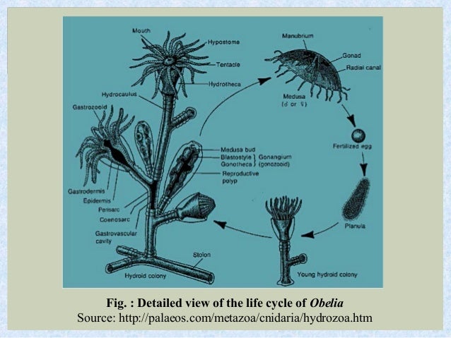 Coelenterates Metagenesis