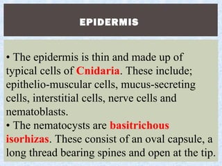 EPIDERMIS
• The epidermis is thin and made up of
typical cells of Cnidaria. These include;
epithelio-muscular cells, mucus-secreting
cells, interstitial cells, nerve cells and
nematoblasts.
• The nematocysts are basitrichous
isorhizas. These consist of an oval capsule, a
long thread bearing spines and open at the tip.
 