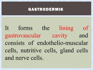 GASTRODERMIS
It forms the lining of
gastrovascular cavity and
consists of endothelio-muscular
cells, nutritive cells, gland cells
and nerve cells.
 
