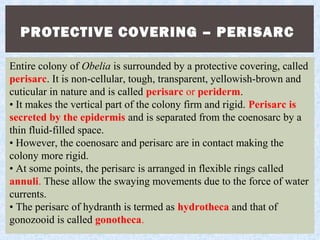PROTECTIVE COVERING – PERISARC
Entire colony of Obelia is surrounded by a protective covering, called
perisarc. It is non-cellular, tough, transparent, yellowish-brown and
cuticular in nature and is called perisarc or periderm.
• It makes the vertical part of the colony firm and rigid. Perisarc is
secreted by the epidermis and is separated from the coenosarc by a
thin fluid-filled space.
• However, the coenosarc and perisarc are in contact making the
colony more rigid.
• At some points, the perisarc is arranged in flexible rings called
annuli. These allow the swaying movements due to the force of water
currents.
• The perisarc of hydranth is termed as hydrotheca and that of
gonozooid is called gonotheca.
 