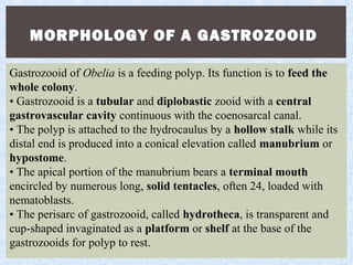 MORPHOLOGY OF A GASTROZOOID
Gastrozooid of Obelia is a feeding polyp. Its function is to feed the
whole colony.
• Gastrozooid is a tubular and diplobastic zooid with a central
gastrovascular cavity continuous with the coenosarcal canal.
• The polyp is attached to the hydrocaulus by a hollow stalk while its
distal end is produced into a conical elevation called manubrium or
hypostome.
• The apical portion of the manubrium bears a terminal mouth
encircled by numerous long, solid tentacles, often 24, loaded with
nematoblasts.
• The perisarc of gastrozooid, called hydrotheca, is transparent and
cup-shaped invaginated as a platform or shelf at the base of the
gastrozooids for polyp to rest.
 