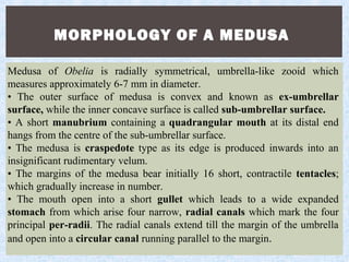 MORPHOLOGY OF A MEDUSA
Medusa of Obelia is radially symmetrical, umbrella-like zooid which
measures approximately 6-7 mm in diameter.
• The outer surface of medusa is convex and known as ex-umbrellar
surface, while the inner concave surface is called sub-umbrellar surface.
• A short manubrium containing a quadrangular mouth at its distal end
hangs from the centre of the sub-umbrellar surface.
• The medusa is craspedote type as its edge is produced inwards into an
insignificant rudimentary velum.
• The margins of the medusa bear initially 16 short, contractile tentacles;
which gradually increase in number.
• The mouth open into a short gullet which leads to a wide expanded
stomach from which arise four narrow, radial canals which mark the four
principal per-radii. The radial canals extend till the margin of the umbrella
and open into a circular canal running parallel to the margin.
 