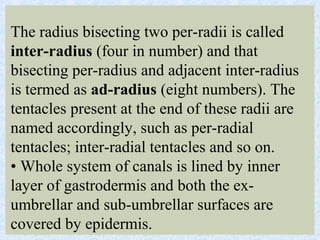 The radius bisecting two per-radii is called
inter-radius (four in number) and that
bisecting per-radius and adjacent inter-radius
is termed as ad-radius (eight numbers). The
tentacles present at the end of these radii are
named accordingly, such as per-radial
tentacles; inter-radial tentacles and so on.
• Whole system of canals is lined by inner
layer of gastrodermis and both the ex-
umbrellar and sub-umbrellar surfaces are
covered by epidermis.
 