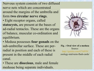 Nervous system consists of two diffused
nerve nets which are concentrated
around the margins of the umbrella and
form two circular nerve rings.
• Eight receptor organs, called
statocysts, are present at the bases of
ad-radial tentacles. These are the organs
of balance, muscular co-ordination and
equilibrium.
• Medusa possesses four gonads on the
sub-umbrellar surface. These are per-
radial in position and each of these is
present in the middle of each radial
canal.
• These are dioecious, male and female
medusae being separate individuals.
Fig. : Oral view of a medusa
Source:
http://quizlet.com/6754939/
zoology-mid-term-flash-cards/
 