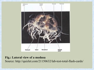 Fig.: Lateral view of a medusa
Source: http://quizlet.com/21150632/lab-test-total-flash-cards/
 