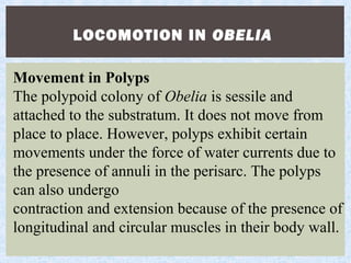LOCOMOTION IN OBELIA
Movement in Polyps
The polypoid colony of Obelia is sessile and
attached to the substratum. It does not move from
place to place. However, polyps exhibit certain
movements under the force of water currents due to
the presence of annuli in the perisarc. The polyps
can also undergo
contraction and extension because of the presence of
longitudinal and circular muscles in their body wall.
 