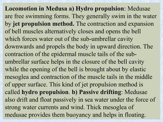 Locomotion in Medusa a) Hydro propulsion: Medusae
are free swimming forms. They generally swim in the water
by jet propulsion method. The contraction and expansion
of bell muscles alternatively closes and opens the bell
which forces water out of the sub-umbrellar cavity
downwards and propels the body in upward direction. The
contraction of the epidermal muscle tails of the sub-
umbrellar surface helps in the closure of the bell cavity
while the opening of the bell is brought about by elastic
mesoglea and contraction of the muscle tails in the middle
of upper surface. This kind of jet propulsion method is
called hydro propulsion. b) Passive drifting: Medusae
also drift and float passively in sea water under the force of
strong water currents and wind. Thick mesoglea of
medusae provides them buoyancy and helps in floating.
 