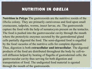 NUTRITION IN OBELIA
Nutrition in Polyps The gastrozooids are the nutritive zooids of the
Obelia colony. They are primarily carnivorous and feed upon small
crustaceans, tadpoles, worms, insect larvae, etc. The gastrozooids
capture the food with the help of nematocysts present on the tentacles.
The food is pushed into the gastrovascular cavity through the mouth
where the proteolytic enzymes secreted by the gastrodermal gland
cells partially digested the food. The semi-digested food is engulfed
by the food vacuoles of the nutritive cells for complete digestion.
Thus, digestion is both extracellular and intracellular. The digested
products of the food are distributed throughout the body by cell-to-
cell diffusion helped by beating of flagella of gastrodermal cells; the
gastrovascular cavity thus serving for both digestion and
transportation of food. The undigested food material is egested
through the mouth of the gastrozooids.
 