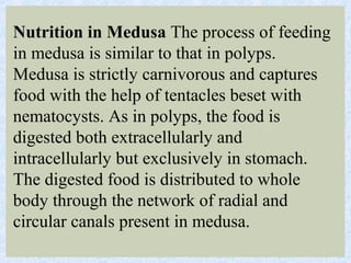 Nutrition in Medusa The process of feeding
in medusa is similar to that in polyps.
Medusa is strictly carnivorous and captures
food with the help of tentacles beset with
nematocysts. As in polyps, the food is
digested both extracellularly and
intracellularly but exclusively in stomach.
The digested food is distributed to whole
body through the network of radial and
circular canals present in medusa.
 