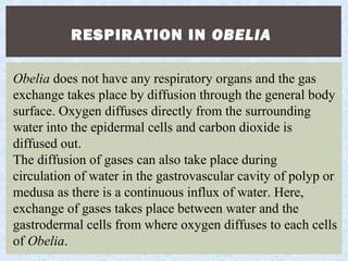 RESPIRATION IN OBELIA
Obelia does not have any respiratory organs and the gas
exchange takes place by diffusion through the general body
surface. Oxygen diffuses directly from the surrounding
water into the epidermal cells and carbon dioxide is
diffused out.
The diffusion of gases can also take place during
circulation of water in the gastrovascular cavity of polyp or
medusa as there is a continuous influx of water. Here,
exchange of gases takes place between water and the
gastrodermal cells from where oxygen diffuses to each cells
of Obelia.
 