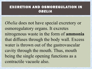 EXCRETION AND OSMOREGULATION IN
OBELIA
Obelia does not have special excretory or
osmoregulatory organs. It excretes
nitrogenous waste in the form of ammonia
that diffuses through the body wall. Excess
water is thrown out of the gastrovascular
cavity through the mouth. Thus, mouth
being the single opening functions as a
contractile vacuole also.
 