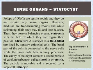 SENSE ORGANS – STATOCYST
Polyps of Obelia are sessile zooids and they do
not require any sense organs. However,
medusae are free-swimming zooids and while
swimming, their body may tilt and lose balance.
Thus, they possess balancing organs, statocysts
with the help of which they can regain their
position. Structure A statocyst is a fluid-filled
sac lined by sensory epithelial cells. The basal
part of the cells is connected to the nerve cells
while the inner ends bear sensory processes.
The cavity of statocyst contains a round particle
of calcium carbonate, called statolith or otolith.
The particle is movable and is secreted by a
large cell, lithocyte.
Fig. : Structure of a
Statocyst
Source:
http://upload.wikimedia.
org/wikipedia/commons/
7/7e/Statocyst.jpg
 
