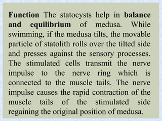 Function The statocysts help in balance
and equilibrium of medusa. While
swimming, if the medusa tilts, the movable
particle of statolith rolls over the tilted side
and presses against the sensory processes.
The stimulated cells transmit the nerve
impulse to the nerve ring which is
connected to the muscle tails. The nerve
impulse causes the rapid contraction of the
muscle tails of the stimulated side
regaining the original position of medusa.
 