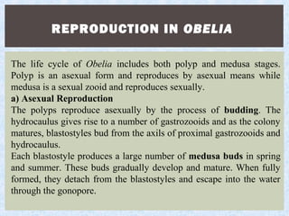REPRODUCTION IN OBELIA
The life cycle of Obelia includes both polyp and medusa stages.
Polyp is an asexual form and reproduces by asexual means while
medusa is a sexual zooid and reproduces sexually.
a) Asexual Reproduction
The polyps reproduce asexually by the process of budding. The
hydrocaulus gives rise to a number of gastrozooids and as the colony
matures, blastostyles bud from the axils of proximal gastrozooids and
hydrocaulus.
Each blastostyle produces a large number of medusa buds in spring
and summer. These buds gradually develop and mature. When fully
formed, they detach from the blastostyles and escape into the water
through the gonopore.
 