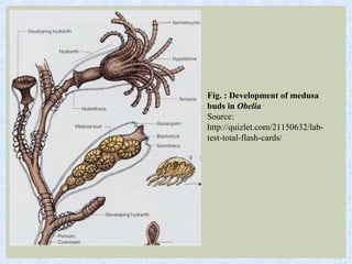 Fig. : Development of medusa
buds in Obelia
Source:
http://quizlet.com/21150632/lab-
test-total-flash-cards/
 