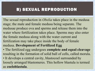 B) SEXUAL REPRODUCTION
The sexual reproduction in Obelia takes place in the medusa
stage; the male and female medusa being separate. The
medusae produce ova and sperms and release them into the
water where fertilization takes place. Sperms may also enter
the female medusa along with the water current and
fertilization may take place inside the body of female
medusa. Development of Fertilized Egg
• The fertilized egg undergoes complete and equal cleavage
resulting in the formation of solid ball of cells, called morula.
• It develops a central cavity, blastocoel surrounded by
loosely arranged blastomeres. This hollow blastula is termed
as coeloblastula.
 