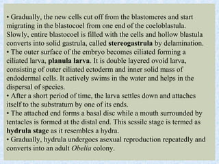 • Gradually, the new cells cut off from the blastomeres and start
migrating in the blastocoel from one end of the coeloblastula.
Slowly, entire blastocoel is filled with the cells and hollow blastula
converts into solid gastrula, called stereogastrula by delamination.
• The outer surface of the embryo becomes ciliated forming a
ciliated larva, planula larva. It is double layered ovoid larva,
consisting of outer ciliated ectoderm and inner solid mass of
endodermal cells. It actively swims in the water and helps in the
dispersal of species.
• After a short period of time, the larva settles down and attaches
itself to the substratum by one of its ends.
• The attached end forms a basal disc while a mouth surrounded by
tentacles is formed at the distal end. This sessile stage is termed as
hydrula stage as it resembles a hydra.
• Gradually, hydrula undergoes asexual reproduction repeatedly and
converts into an adult Obelia colony.
 