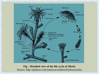 Fig. : Detailed view of the life cycle of Obelia
Source: http://palaeos.com/metazoa/cnidaria/hydrozoa.htm
 