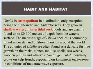 HABIT AND HABITAT
Obelia is cosmopolitan in distribution, only exception
being the high-arctic and Antarctic seas. They grow in
shallow water, in intertidal rock pools and are usually
found up to 80-100 meters of depth from the water's
surface. The medusa stage of Obelia species is commonly
found in coastal and offshore plankton around the world.
The colonies of Obelia are often found as a delicate fur-like
growth on the rocks, stones, mollusc shells, sea weeds,
wooden pilings and wharves. Obelia geniculata normally
grows on kelp fronds, especially on Laminaria hyperborea
in conditions of moderate wave exposure.
 