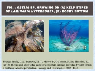 FIG. : OBELIA SP. GROWING ON (A) KELP STIPES
OF LAMINARIA HYPERBOREA; (B) ROCKY BOTTOM
Source: Smale, D.A., Burrows, M. T., Moore, P., O'Connor, N. and Hawkins, S. J.
(2013) Threats and knowledge gaps for ecosystem services provided by kelp forests:
a northeast Atlantic perspective. Ecology and Evolution, 3: 4016–4038.
 