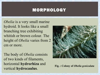 MORPHOLOGY
Obelia is a very small marine
hydroid. It looks like a small
branching tree exhibiting
whitish or brown colour. The
height of Obelia varies from 2
cm or more.
The body of Obelia consists
of two kinds of filaments,
horizontal hydrorhiza and
vertical hydrocaulus.
Fig. : Colony of Obelia geniculata
 