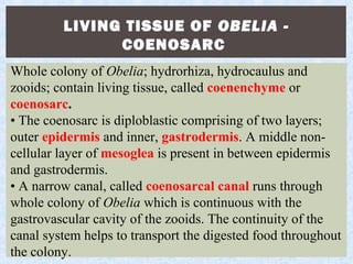 LIVING TISSUE OF OBELIA -
COENOSARC
Whole colony of Obelia; hydrorhiza, hydrocaulus and
zooids; contain living tissue, called coenenchyme or
coenosarc.
• The coenosarc is diploblastic comprising of two layers;
outer epidermis and inner, gastrodermis. A middle non-
cellular layer of mesoglea is present in between epidermis
and gastrodermis.
• A narrow canal, called coenosarcal canal runs through
whole colony of Obelia which is continuous with the
gastrovascular cavity of the zooids. The continuity of the
canal system helps to transport the digested food throughout
the colony.
 