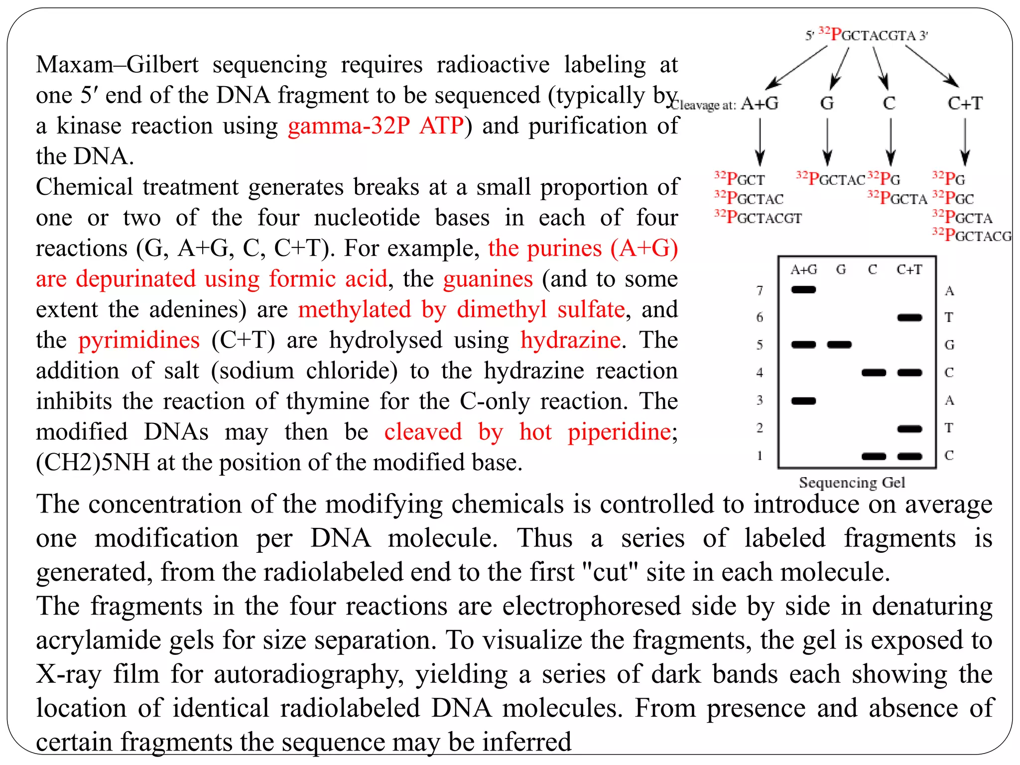 Maxam–Gilbert sequencing requires radioactive labeling at
one 5′ end of the DNA fragment to be sequenced (typically by
a kinase reaction using gamma-32P ATP) and purification of
the DNA.
Chemical treatment generates breaks at a small proportion of
one or two of the four nucleotide bases in each of four
reactions (G, A+G, C, C+T). For example, the purines (A+G)
are depurinated using formic acid, the guanines (and to some
extent the adenines) are methylated by dimethyl sulfate, and
the pyrimidines (C+T) are hydrolysed using hydrazine. The
addition of salt (sodium chloride) to the hydrazine reaction
inhibits the reaction of thymine for the C-only reaction. The
modified DNAs may then be cleaved by hot piperidine;
(CH2)5NH at the position of the modified base.
The concentration of the modifying chemicals is controlled to introduce on average
one modification per DNA molecule. Thus a series of labeled fragments is
generated, from the radiolabeled end to the first "cut" site in each molecule.
The fragments in the four reactions are electrophoresed side by side in denaturing
acrylamide gels for size separation. To visualize the fragments, the gel is exposed to
X-ray film for autoradiography, yielding a series of dark bands each showing the
location of identical radiolabeled DNA molecules. From presence and absence of
certain fragments the sequence may be inferred
 