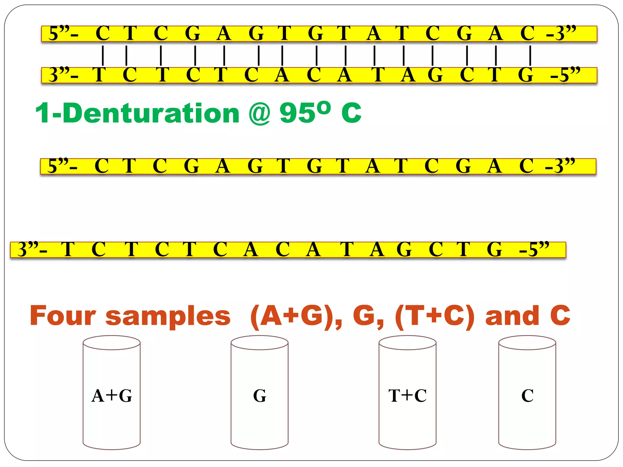5”- C T C G A G T G T A T C G A C -3”
3”- T C T C T C A C A T A G C T G -5”
| | | | | | | | | | | | | | |
1-Denturation @ 95O C
5”- C T C G A G T G T A T C G A C -3”
3”- T C T C T C A C A T A G C T G -5”
Four samples (A+G), G, (T+C) and C
A+G G T+C C
 