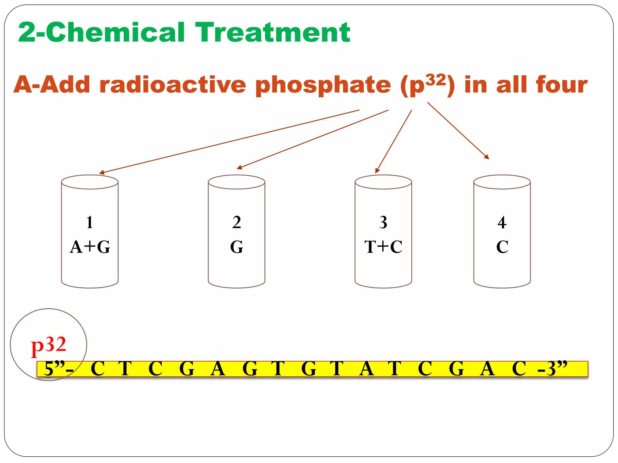 1
A+G
2
G
3
T+C
4
C
A-Add radioactive phosphate (p32) in all four
2-Chemical Treatment
5”- C T C G A G T G T A T C G A C -3”
p32
 