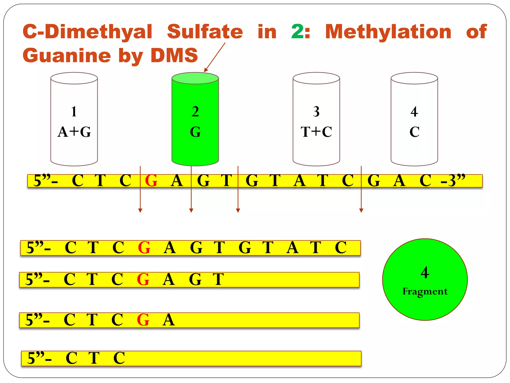 1
A+G
2
G
3
T+C
4
C
C-Dimethyal Sulfate in 2: Methylation of
Guanine by DMS
5”- C T C G A G T G T A T C G A C -3”
5”- C T C
5”- C T C G A G T G T A T C
5”- C T C G A G T
5”- C T C G A
4
Fragment
 