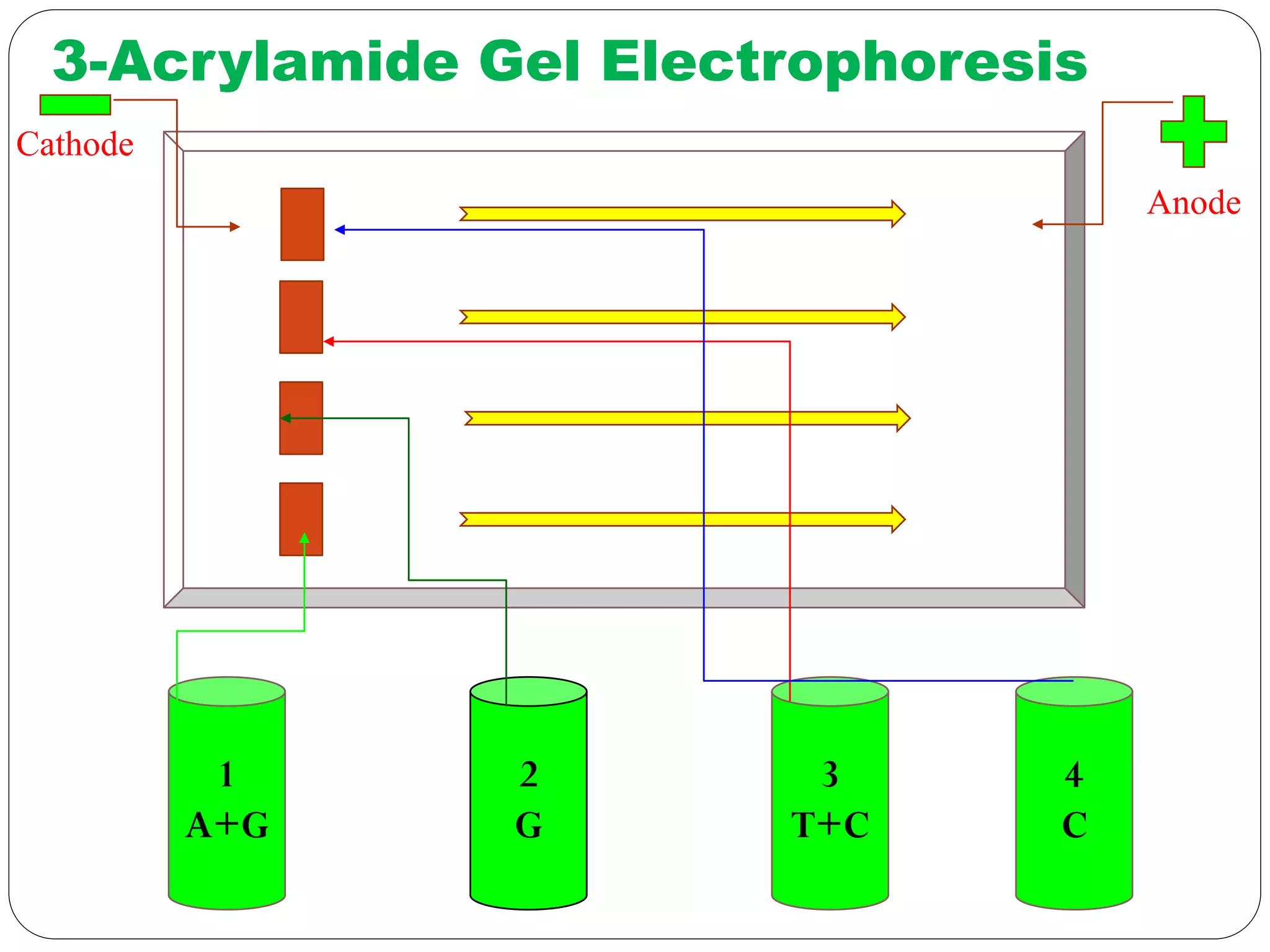 3-Acrylamide Gel Electrophoresis
1
A+G
2
G
3
T+C
4
C
Anode
Cathode
 