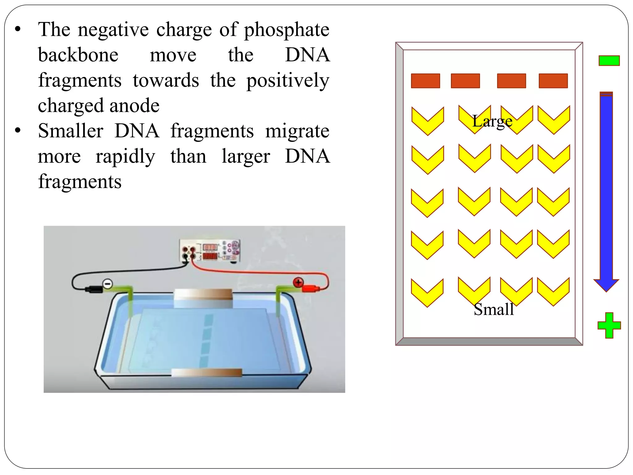 • The negative charge of phosphate
backbone move the DNA
fragments towards the positively
charged anode
• Smaller DNA fragments migrate
more rapidly than larger DNA
fragments
Small
Large
 