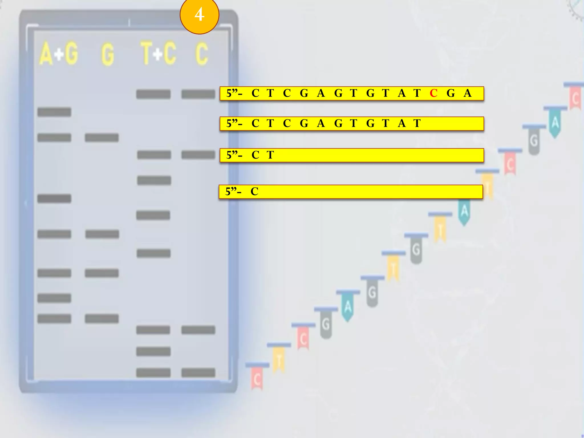 5”- C
5”- C T C G A G T G T A T C G A
5”- C T C G A G T G T A T
5”- C T
4
 