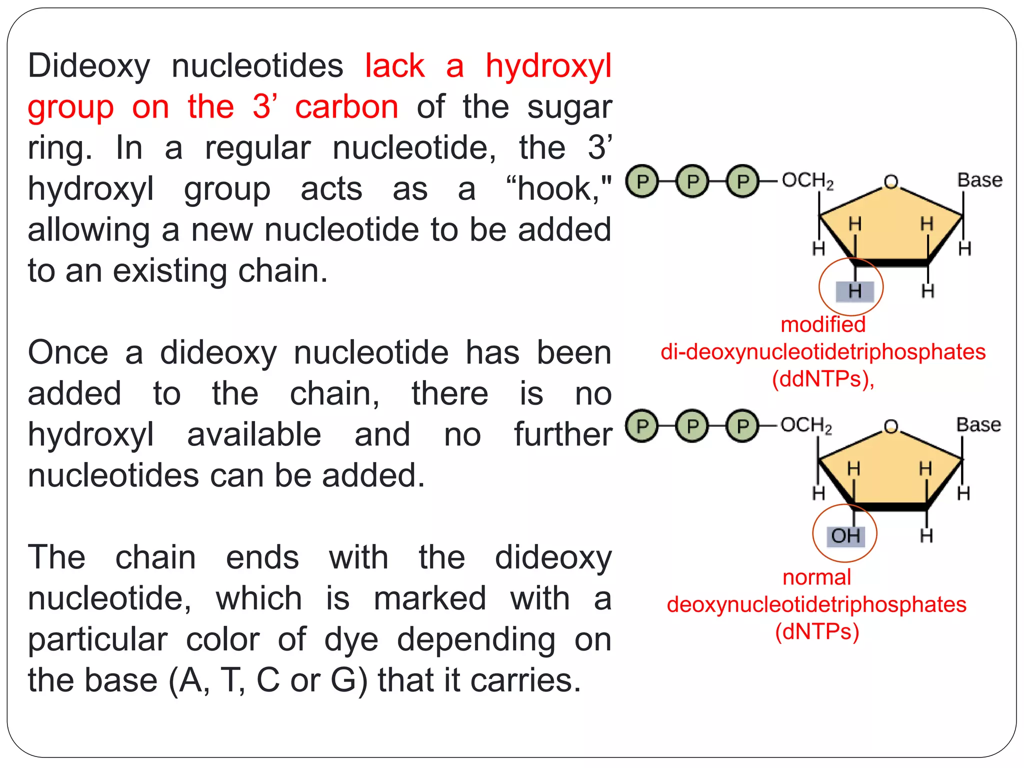 Dideoxy nucleotides lack a hydroxyl
group on the 3’ carbon of the sugar
ring. In a regular nucleotide, the 3’
hydroxyl group acts as a “hook,"
allowing a new nucleotide to be added
to an existing chain.
Once a dideoxy nucleotide has been
added to the chain, there is no
hydroxyl available and no further
nucleotides can be added.
The chain ends with the dideoxy
nucleotide, which is marked with a
particular color of dye depending on
the base (A, T, C or G) that it carries.
normal
deoxynucleotidetriphosphates
(dNTPs)
modified
di-deoxynucleotidetriphosphates
(ddNTPs),
 