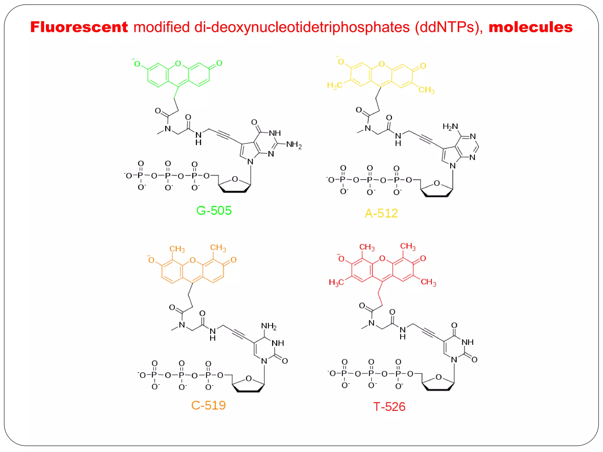 Fluorescent modified di-deoxynucleotidetriphosphates (ddNTPs), molecules
 