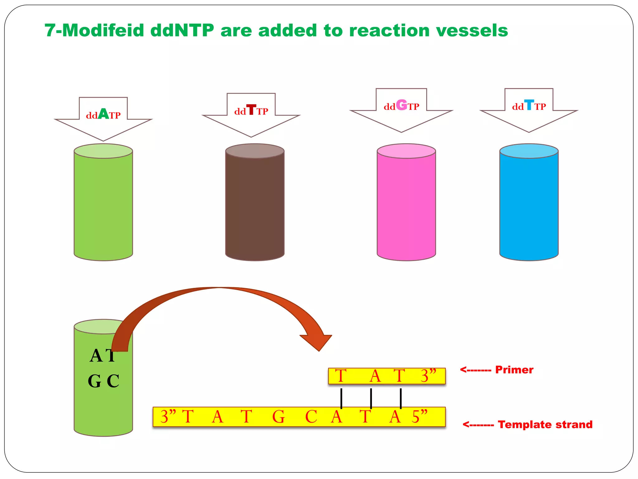 7-Modifeid ddNTP are added to reaction vessels
ddATP ddTTP ddGTP ddTTP
AT
G C
3” T A T G C A T A 5”
T A T 3”
| | |
<------- Template strand
<------- Primer
 