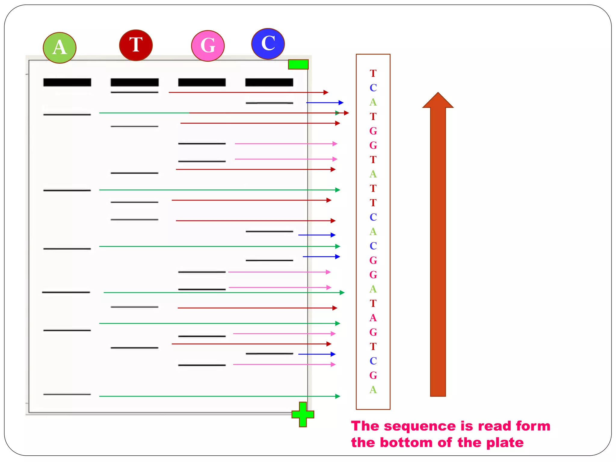 A CGT
The sequence is read form
the bottom of the plate
T
C
A
T
G
G
T
A
T
T
C
A
C
G
G
A
T
A
G
T
C
G
A
 