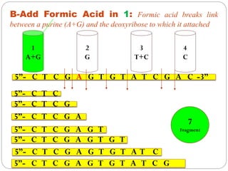 1
A+G
2
G
3
T+C
4
C
B-Add Formic Acid in 1: Formic acid breaks link
between a purine (A+G) and the deoxyribose to which it attached
5”- C T C G A G T G T A T C G A C -3”
5”- C T C
5”- C T C G A G T
5”- C T C G A
5”- C T C G
5”- C T C G A G T G T
5”- C T C G A G T G T A T C
5”- C T C G A G T G T A T C G
7
Fragment
 