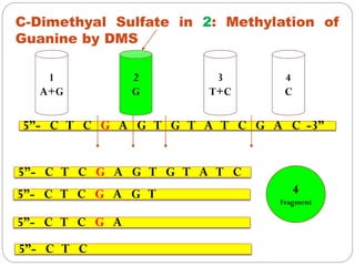 1
A+G
2
G
3
T+C
4
C
C-Dimethyal Sulfate in 2: Methylation of
Guanine by DMS
5”- C T C G A G T G T A T C G A C -3”
5”- C T C
5”- C T C G A G T G T A T C
5”- C T C G A G T
5”- C T C G A
4
Fragment
 