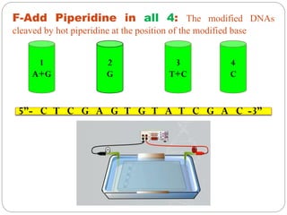 1
A+G
2
G
3
T+C
4
C
F-Add Piperidine in all 4: The modified DNAs
cleaved by hot piperidine at the position of the modified base
5”- C T C G A G T G T A T C G A C -3”
 