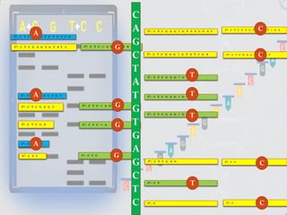 5”- C T C
5”- C T C G A G T
5”- C T C G A
5”- C T C G
5”- C T C G A G T G T
5”- C T C G A G T G T A T C
5”- C T C G A G T G T A T C G
5”- C T C
5”- C T C G A G T G T A T C
5”- C T C G A G T
5”- C T C G A
5”- C T C G A G T G T A T C G A C
5”- C T C G A G T G T A T C G A
5”- C T C G A G T G T A T
5”- C T C G A G T G T A
5”- C T C G A G T G
5”- C T C G A G
5”- C T
5”- C 5”- C
5”- C T C G A G T G T A T C G A
5”- C T C G A G T G T A T
5”- C T
C
C
C
C
T
T
T
T
G
G
G
G
A
A
A
C
A
G
C
T
A
T
G
T
G
A
G
C
T
C
 