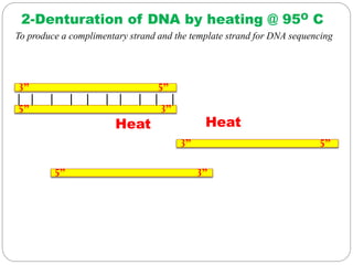 3” 5”
5” 3”
| | | | | | | | | |
2-Denturation of DNA by heating @ 95O C
3” 5”
5” 3”
Heat Heat
To produce a complimentary strand and the template strand for DNA sequencing
 