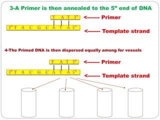 3” T A C G C A T A 5”
T A T 3”
| | |
4-The Primed DNA is then dispersed equally among for vessels
<------- Template strand
<------- Primer
3” T A C G C A T A 5”
T A T 3”
| | |
3-A Primer is then annealed to the 5” end of DNA
<------- Template strand
<------- Primer
 
