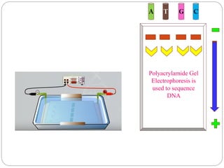 A T G C
Polyacrylamide Gel
Electrophoresis is
used to sequence
DNA
 