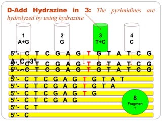 1
A+G
2
G
3
T+C
4
C
D-Add Hydrazine in 3: The pyrimidines are
hydrolyzed by using hydrazine
5”- C T C G A G T G T A T C G
A C -3”5”- C T C G A G T G T A T C G
A C5”- C T C G A G T G T A T C G
A5”- C T C G A G T G T A T
5”- C T C G A G T G T A
5”- C T C G A G T G
5”- C T C G A G
5”- C T
5”- C
8
Fragmen
t
 