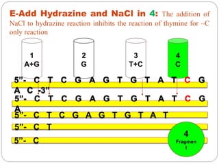 1
A+G
2
G
3
T+C
4
C
E-Add Hydrazine and NaCl in 4: The addition of
NaCl to hydrazine reaction inhibits the reaction of thymine for –C
only reaction
5”- C T C G A G T G T A T C G
A C -3”
5”- C
5”- C T C G A G T G T A T C G
A
5”- C T C G A G T G T A T
5”- C T
4
Fragmen
t
 